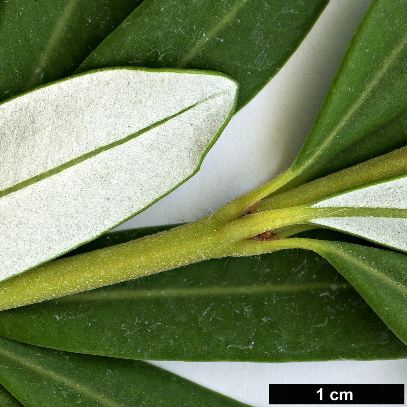 High resolution image: Family: Proteaceae - Genus: Banksia - Taxon: verticillata